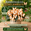 Kit Sementes Flores Borboleta da Lua